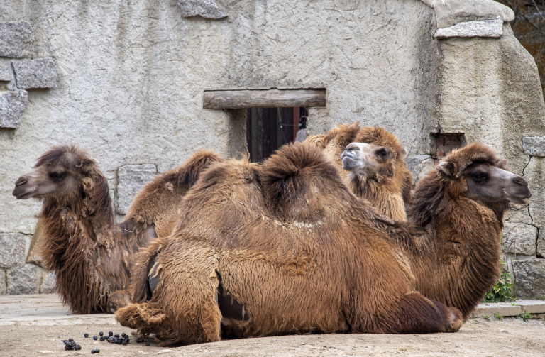 ZOO Liberec velbloudi